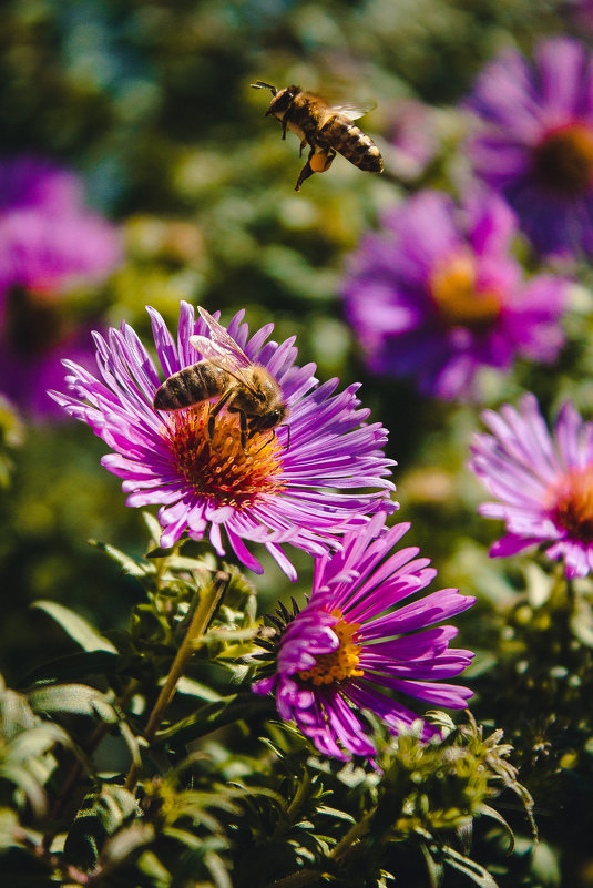 Пчёлы - Анастасия 