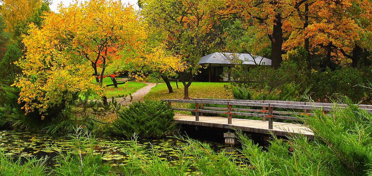 Осень в Японском саду. - Николай Кондаков