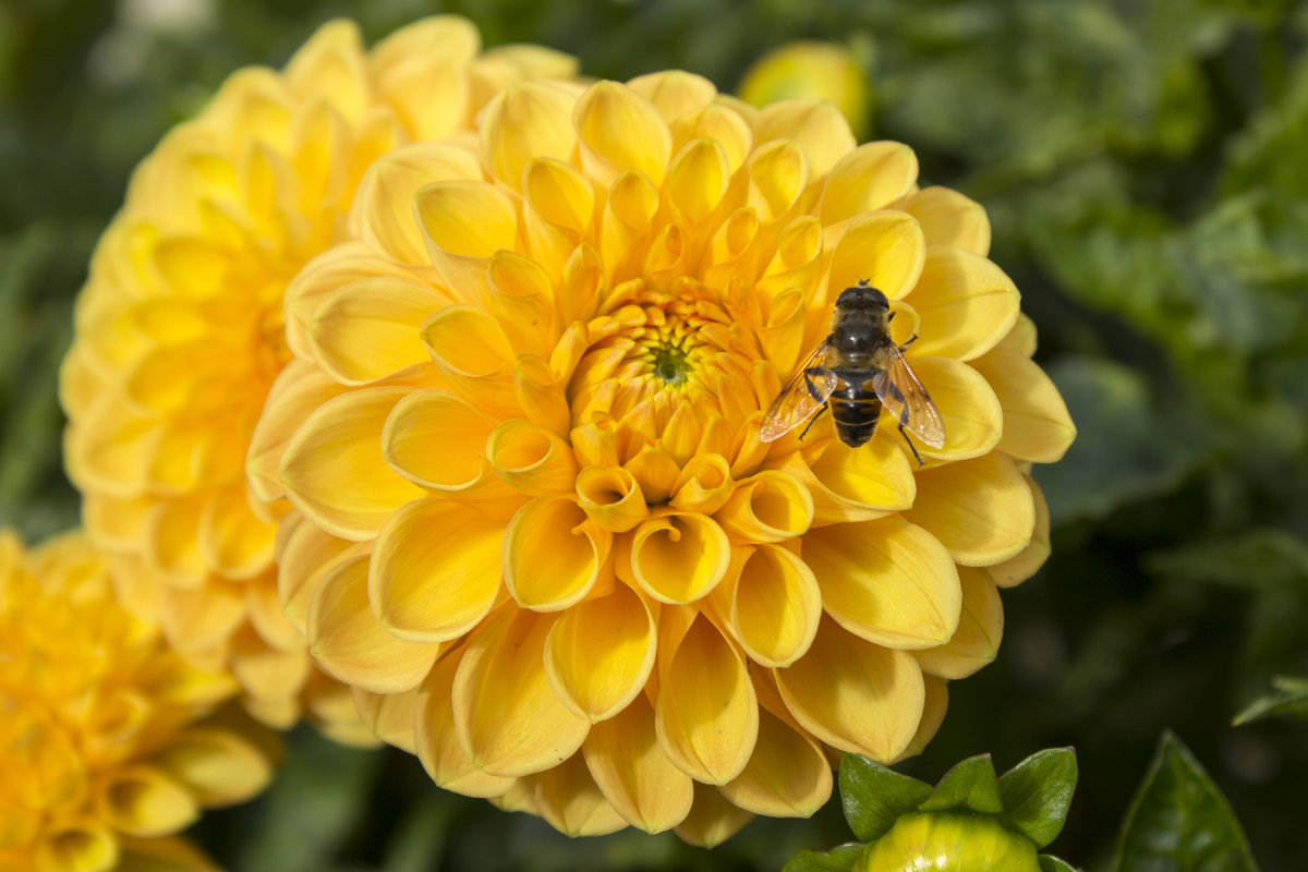 Пчела на желтом георгине - Sergey Lebedev