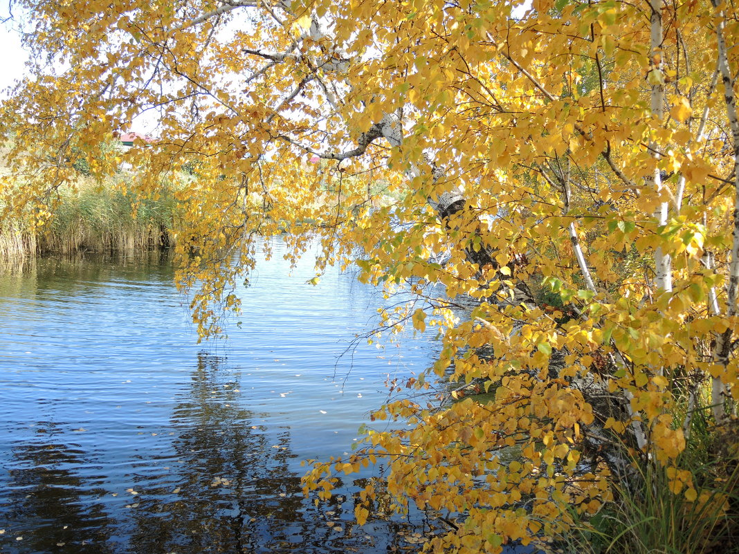 Там тонет в озере, собой любуясь, осень... - Наталья 