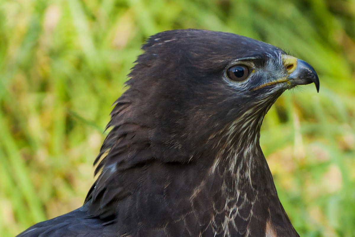 Buteo buteo - Ramunas Einoris