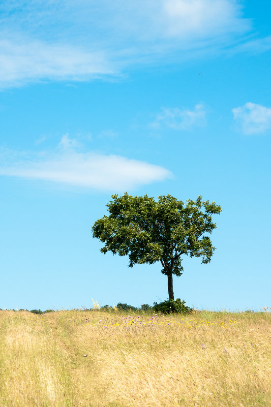 Одинокое дерево в горной долине - Ксюша Богомолова