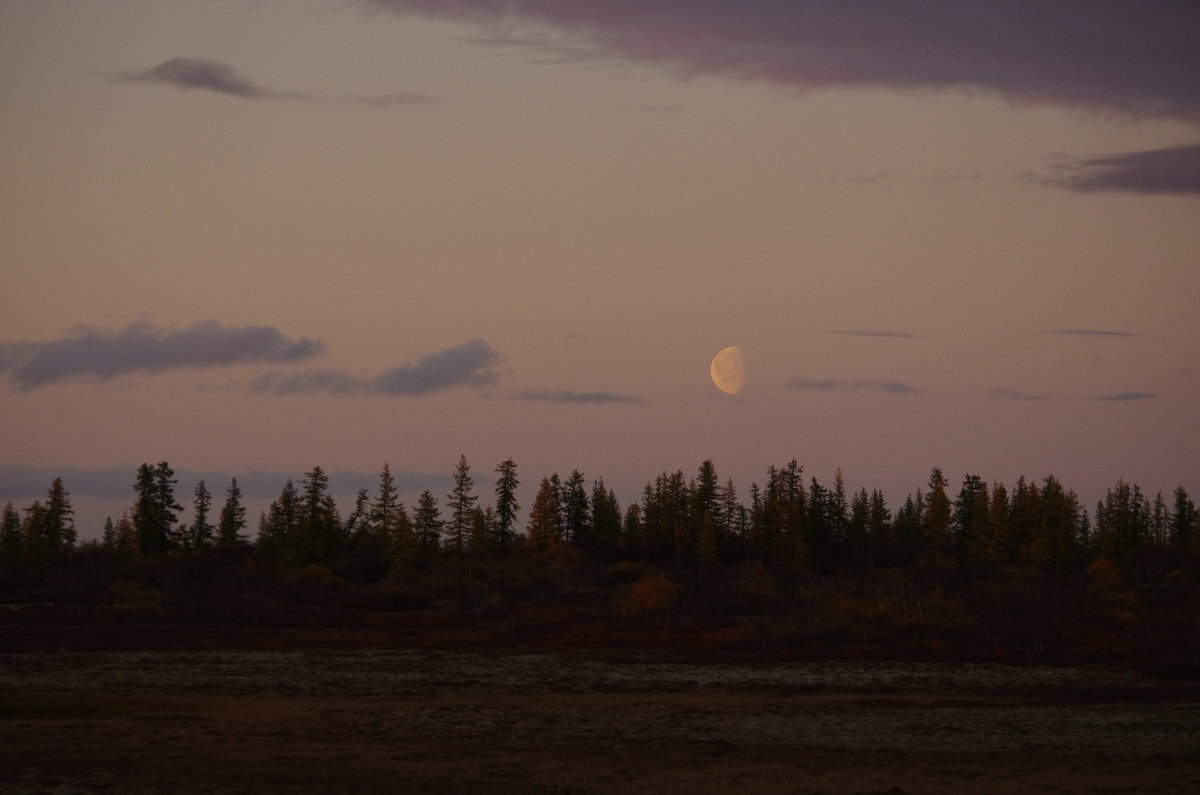 Луна поднимается над лесом - Медведев Сергей 
