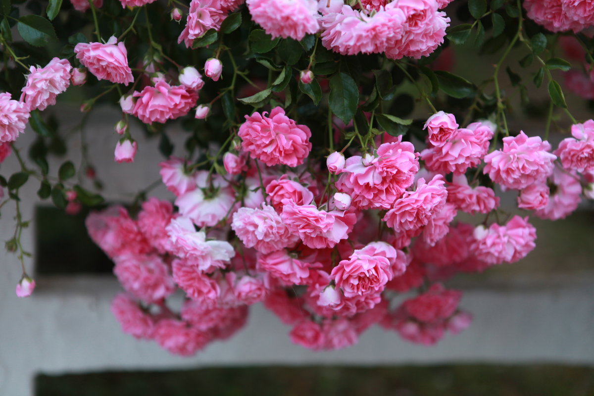 Розовые цветы - Артем Бардюжа