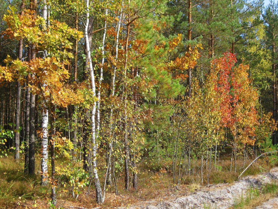 Осенняя палитра смешанного леса - Леонид Корейба