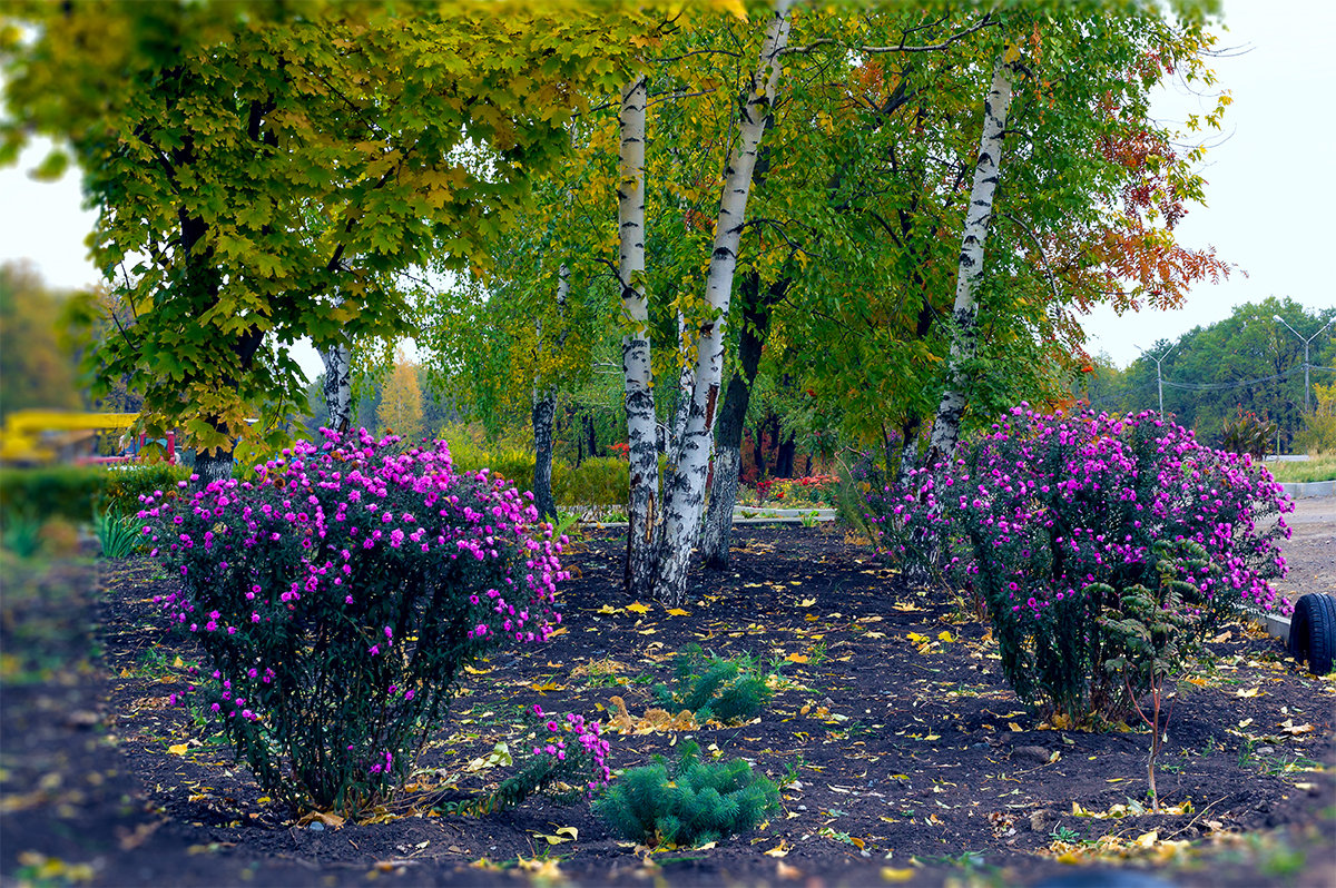 Осенние березы и цветы - Юрий Стародубцев