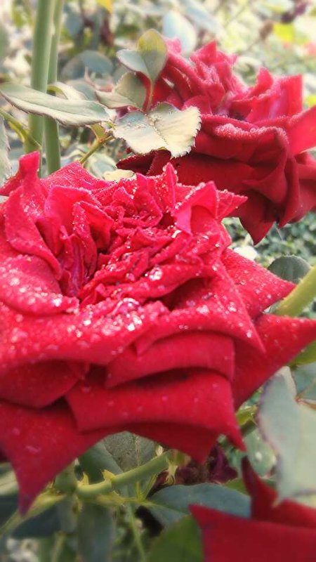 Волшебные розы - Кристина Варнавская