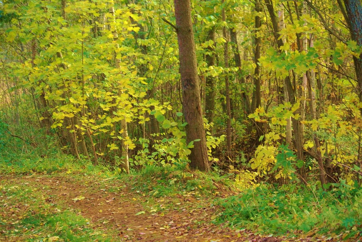Осенний лес - Томчик Подольская