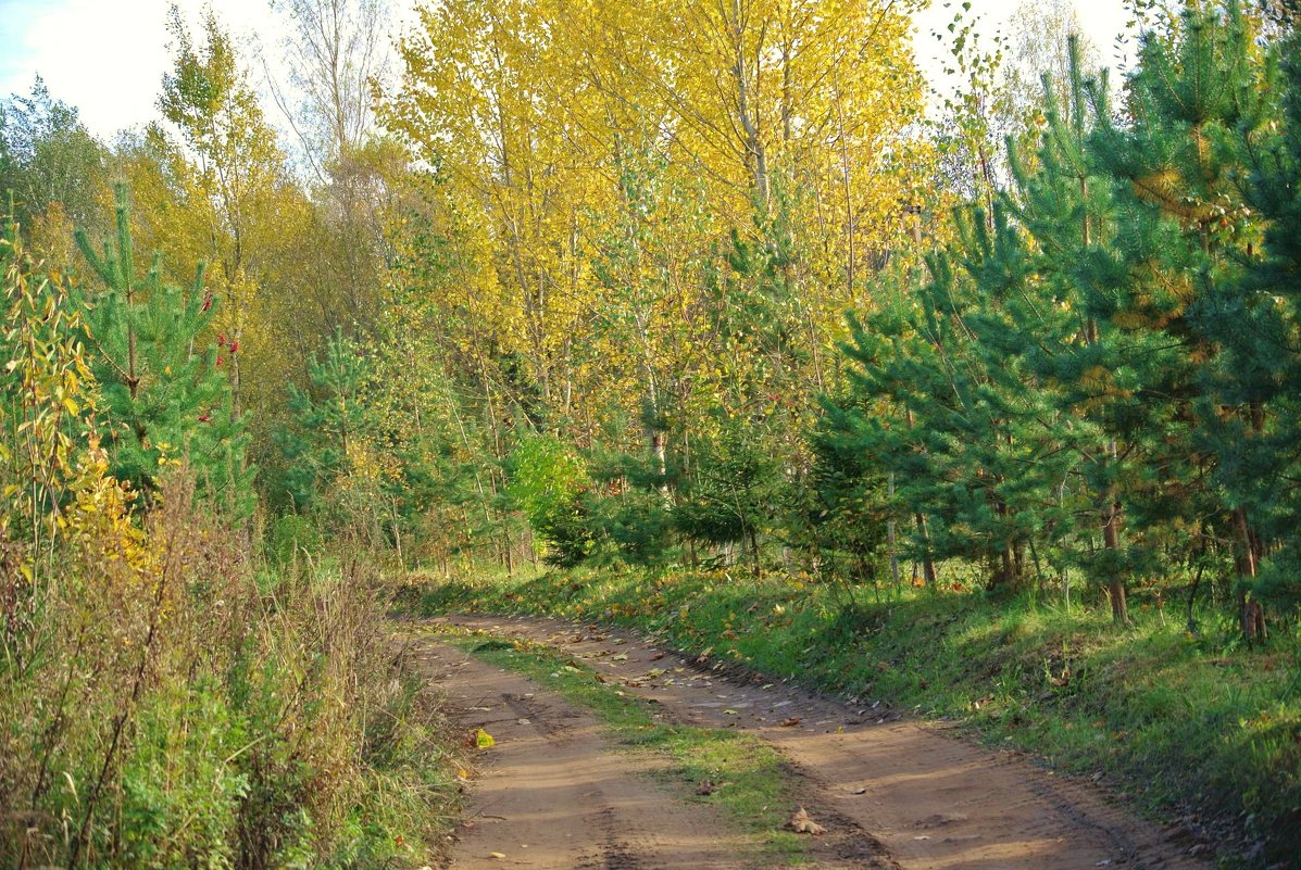 Осенняя дорожка - Томчик Подольская