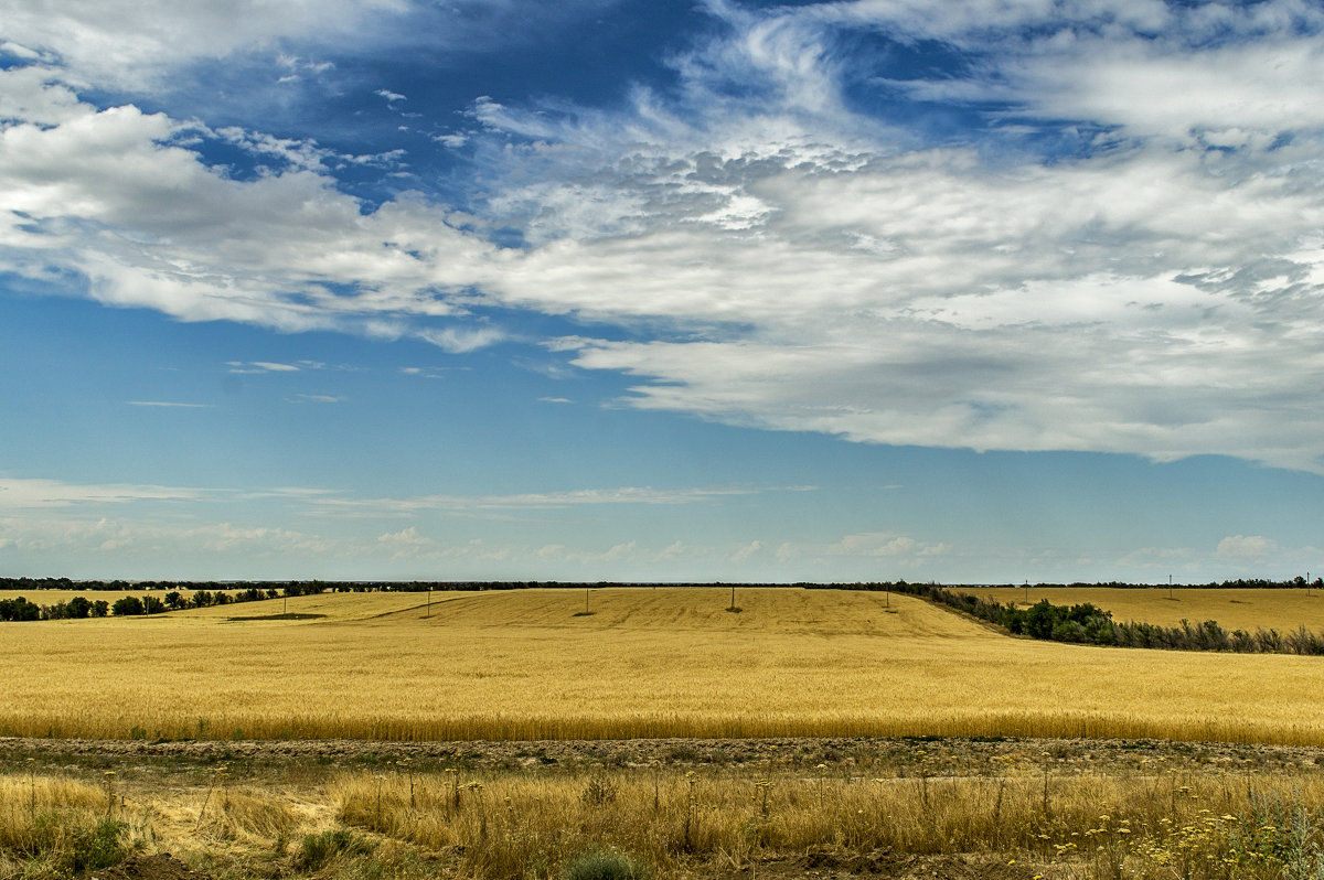 небо и  поле зрелой  пшеницы - Дмитрий Потапкин
