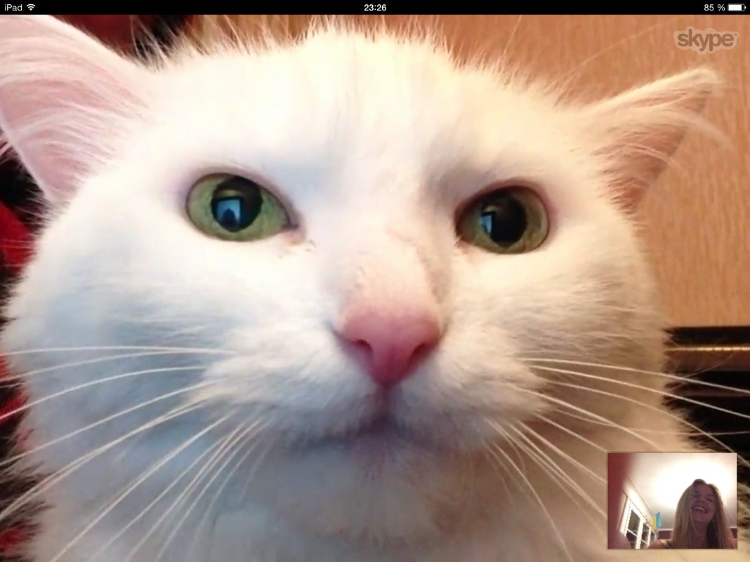 Кошка в  Skype - "Вот куда пропала моя хозяйка". - Ирина Кеннинг