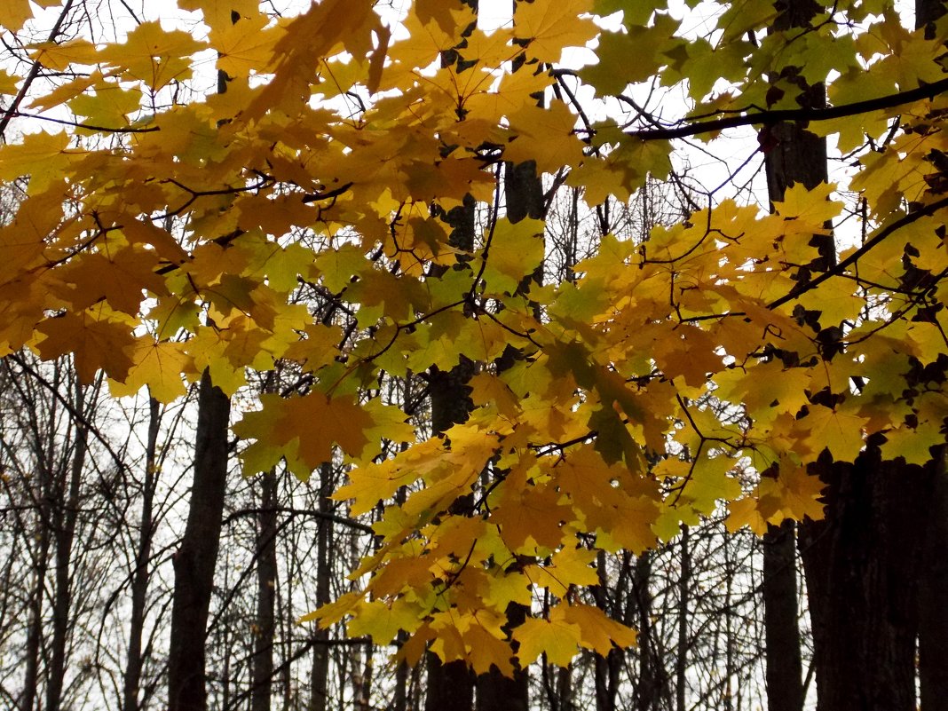 Осенние листья. - Фотогруппа Весна