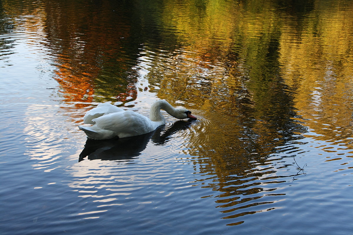 Белый лебедь в золотoй реке - AstaA 