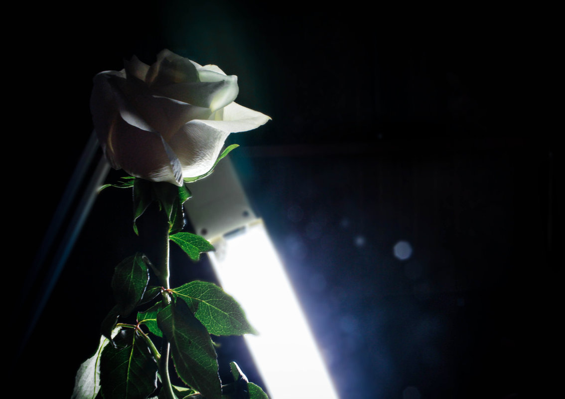 Роза, блики - Emily Rose