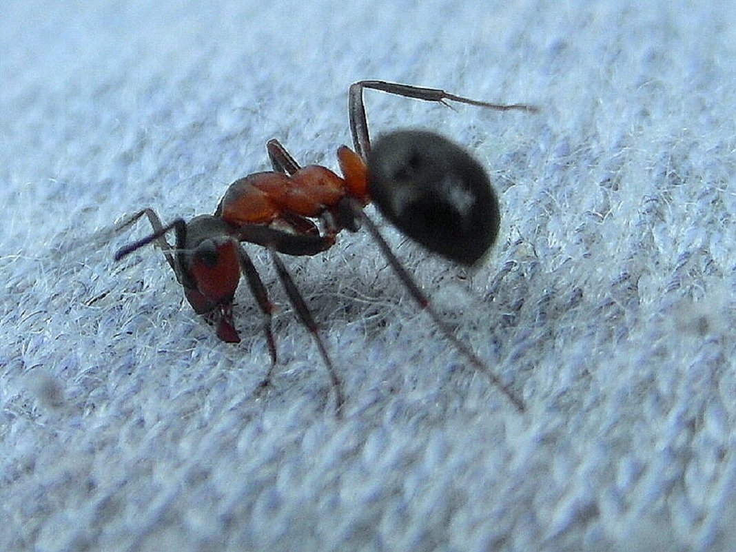 Упрямый муравей. - nadyasilyuk Вознюк