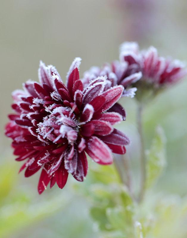 замороженный цветочек - Лариса Батурова