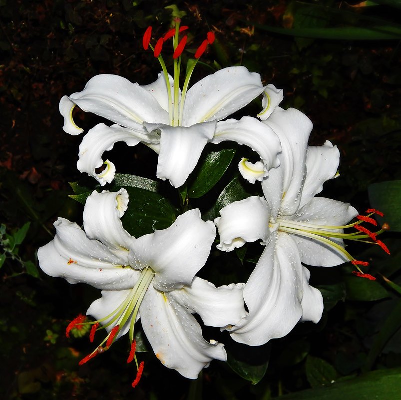 Три белых лилии - Валентина Пирогова