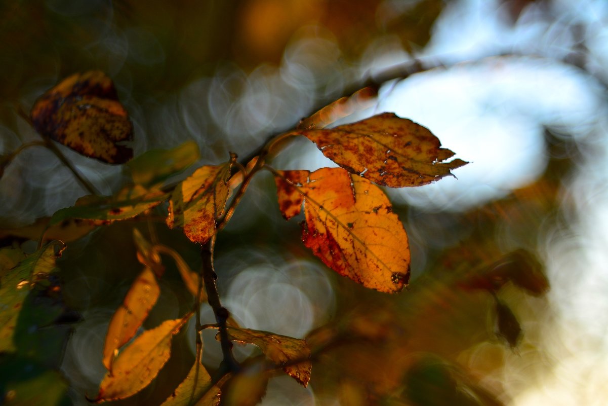 Осень, осень... #4 - Андрей Вестмит