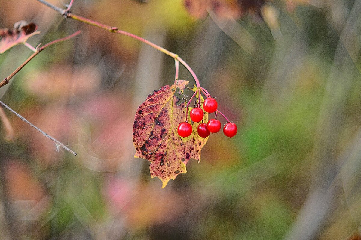 Осень, осень... #7 - Андрей Вестмит
