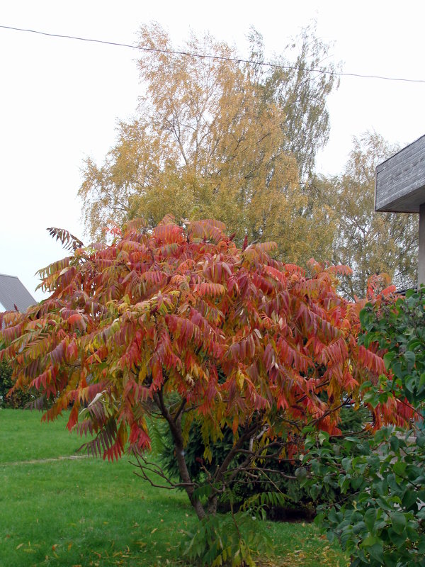 Осенние краски - laana laadas