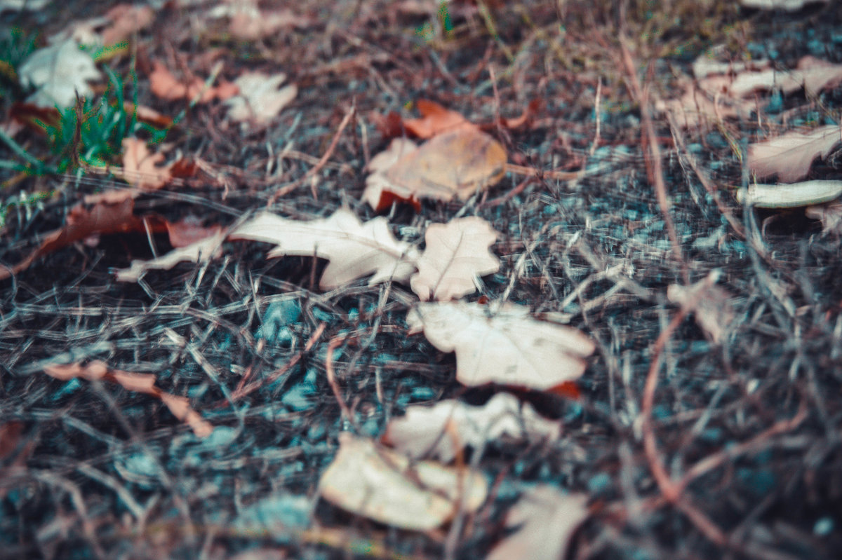 Листья дуба - Света Кондрашова