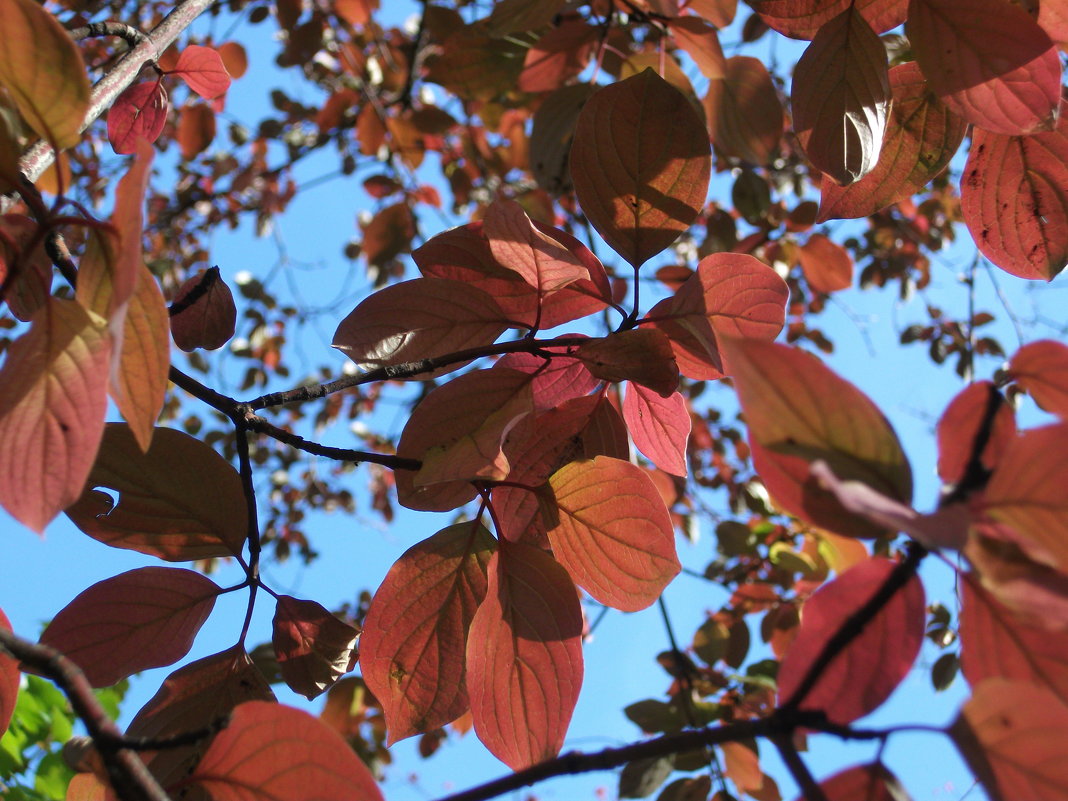 Осенние краски - Арина 