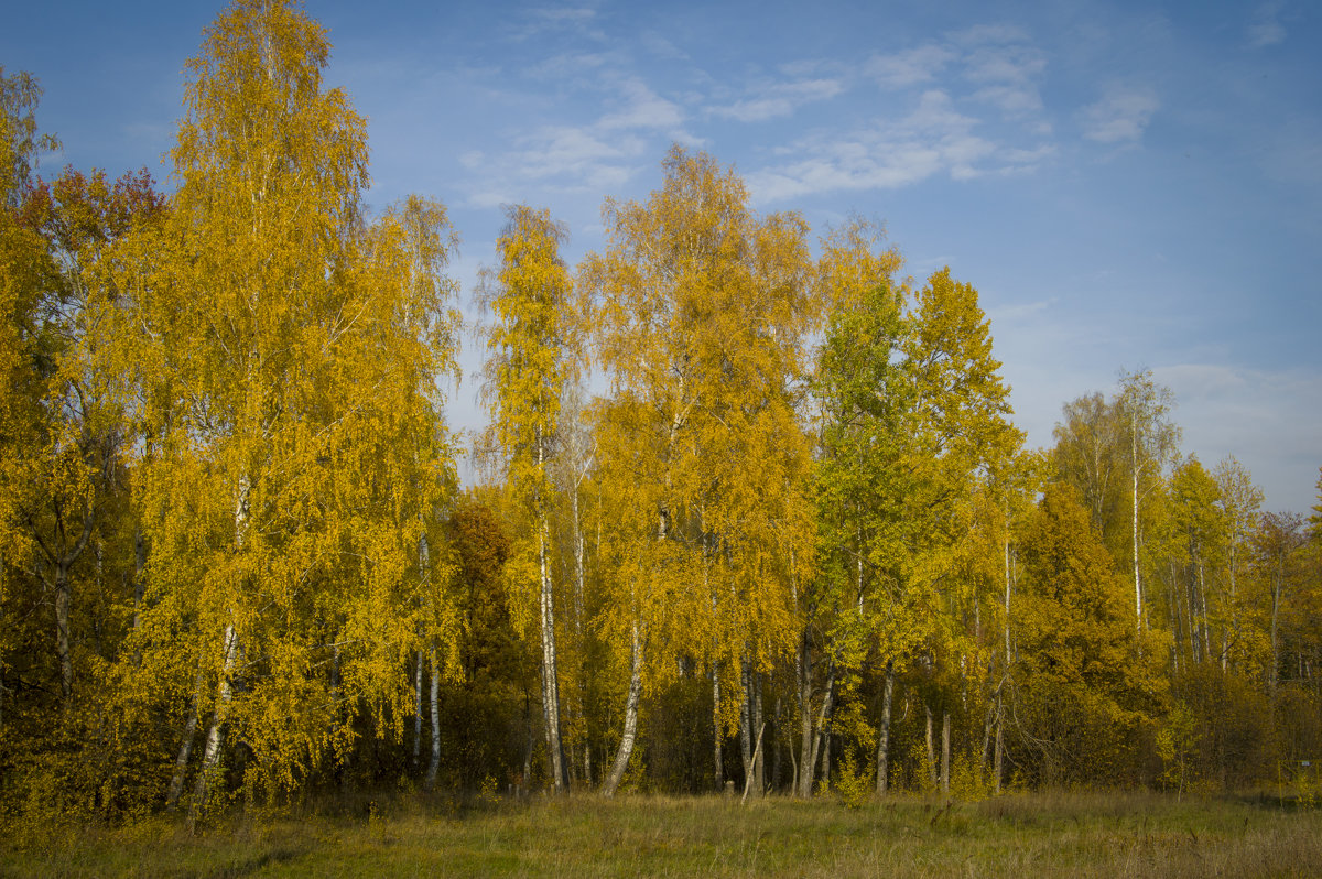 Осень золотая - N. Efimkina