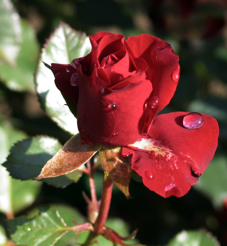 красная роза - Татьяна 
