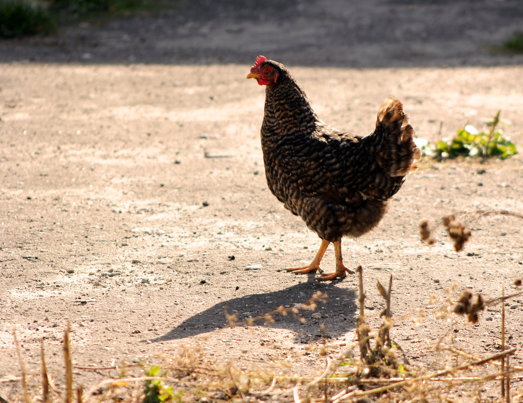 chicken in a field of dry grassвание - Halyna Hnativ