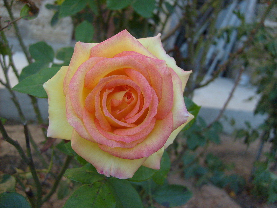 Роза в саду - валерия мамбетова