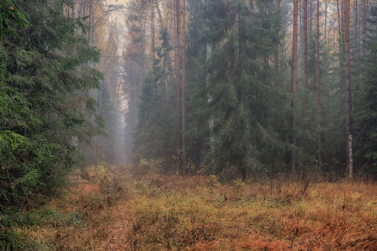 Туманный лес... - марк 