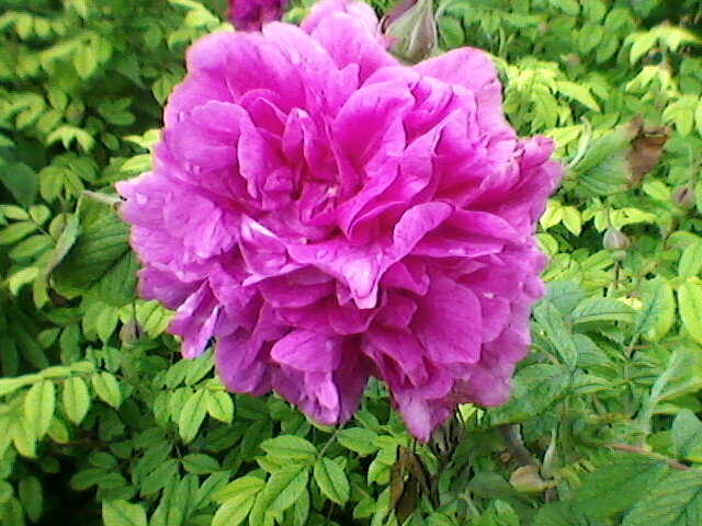 Розовая роза - Миша Любчик