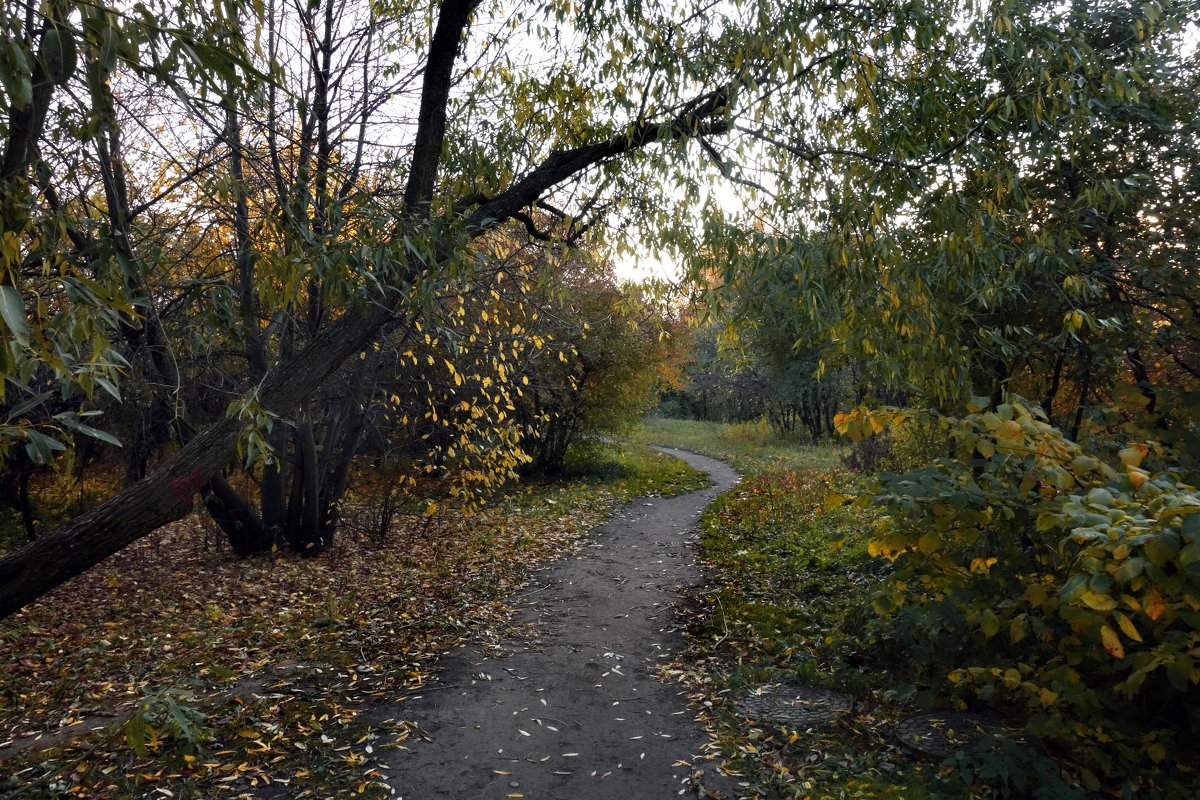 По лесным дорожкам... - Nikanor 