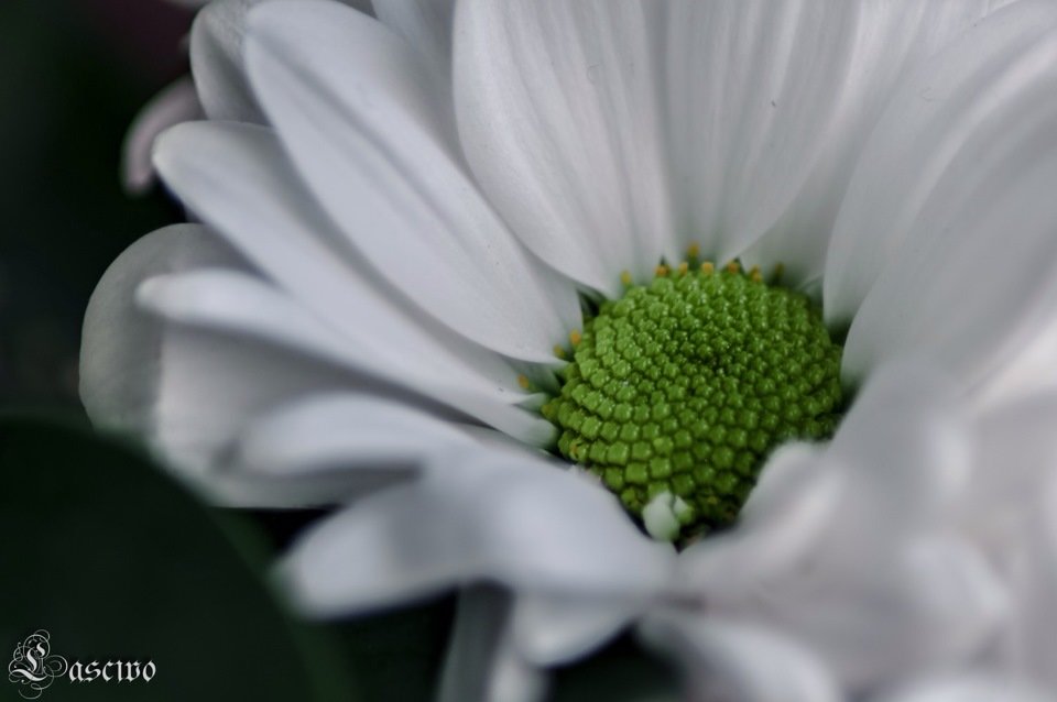 Flower / Macro - Lasc1vo Артёмин