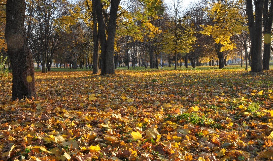 Осенняя листва - Илья Любименко