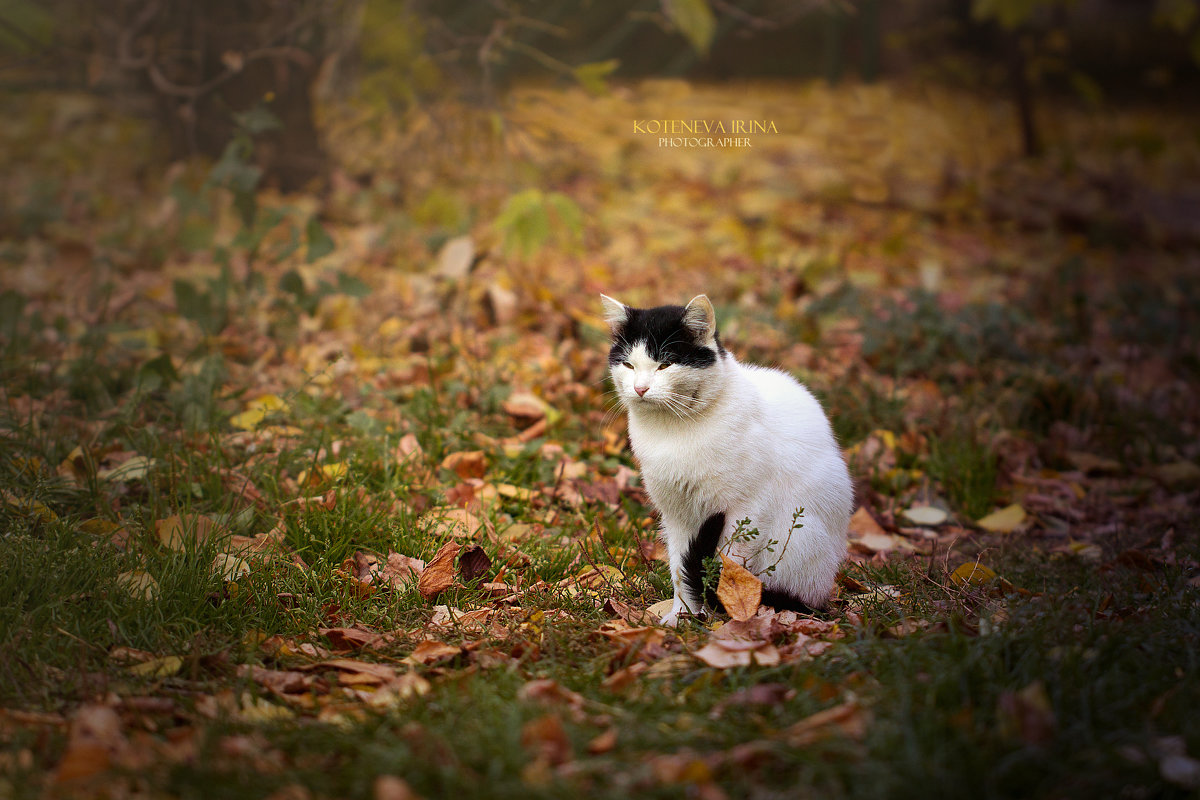 Наблюдающий... - Ирина Котенева