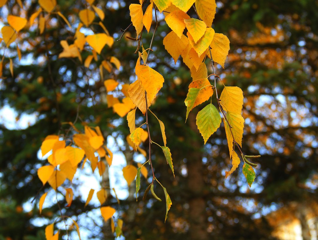Золото листвы осенней - Тамара 