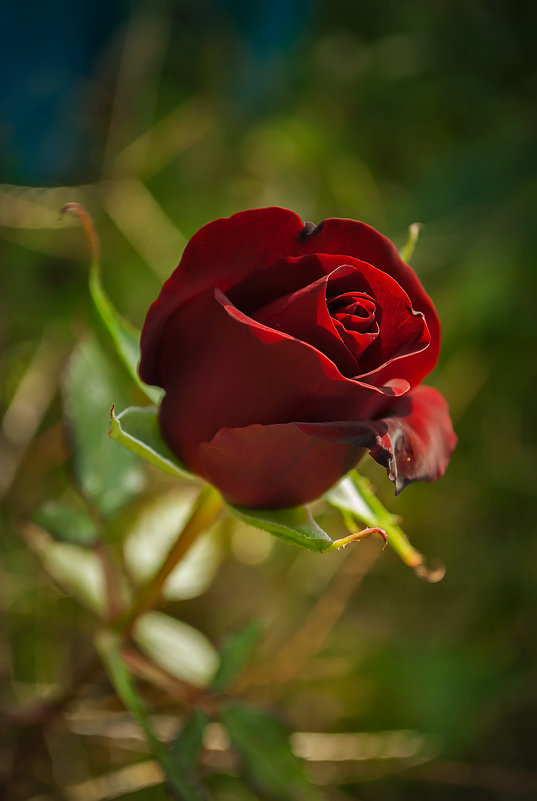 Осенняя роза - Helavia *