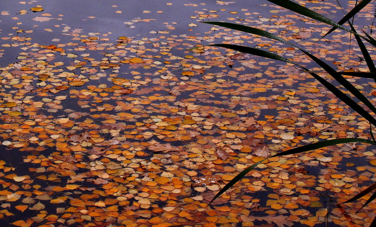 А в холодной воде лист осенний дрожит - Татьяна Ломтева