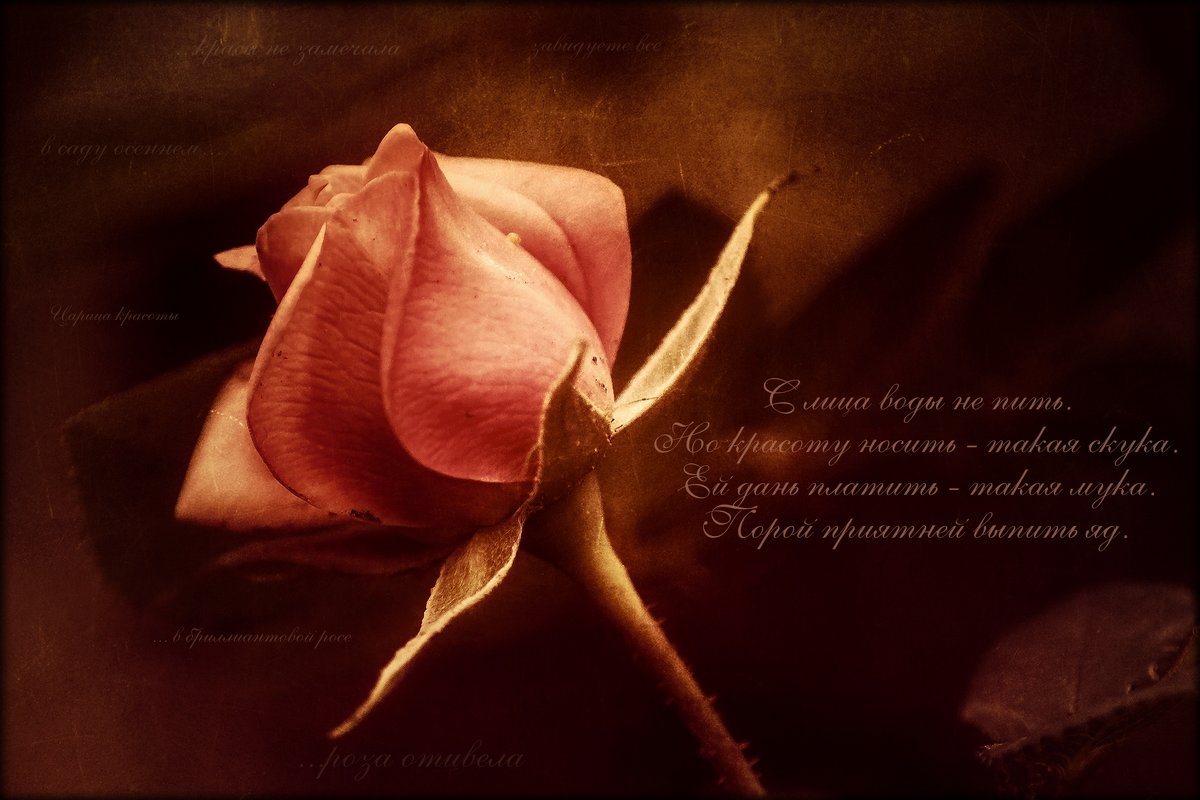 Розовая роза (басня) - IRinA*** 