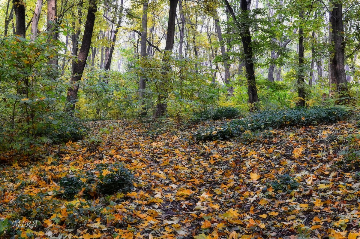 Осень в лесу. - *MIRA* **