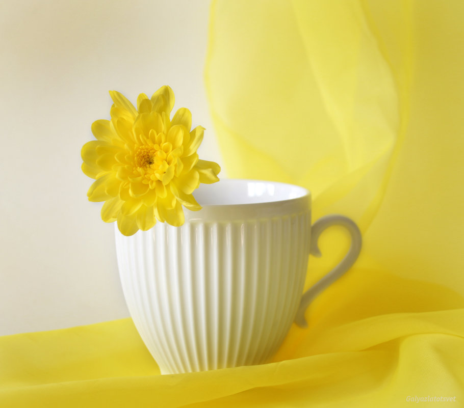 Желтая хризантема в белой чашке - Галина Galyazlatotsvet
