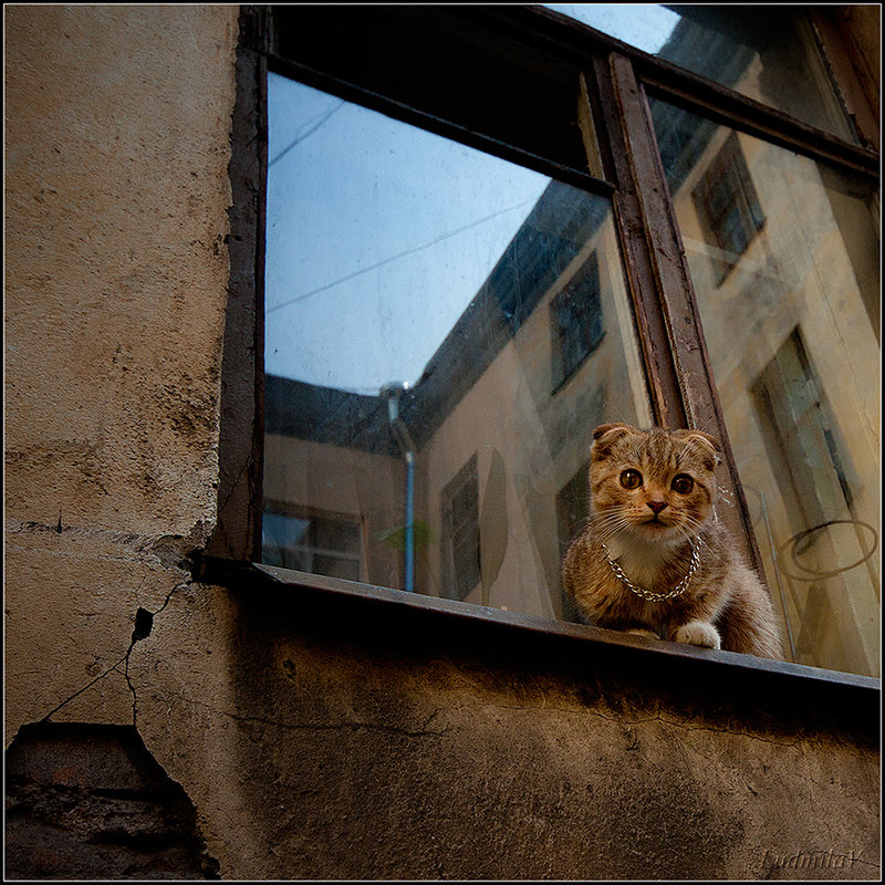 Кошка на окошке - LudmilaV ***