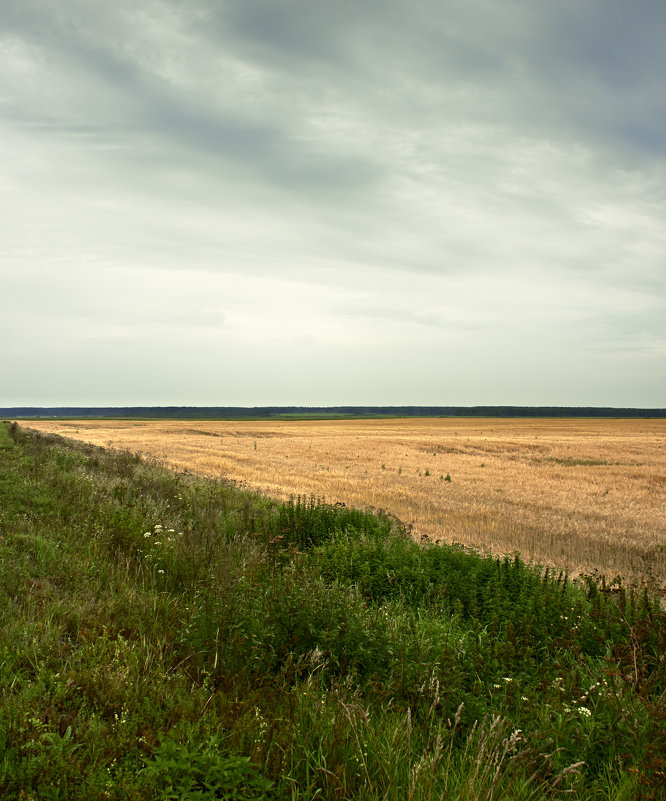 пшеничное поле - Дмитрий Земсков