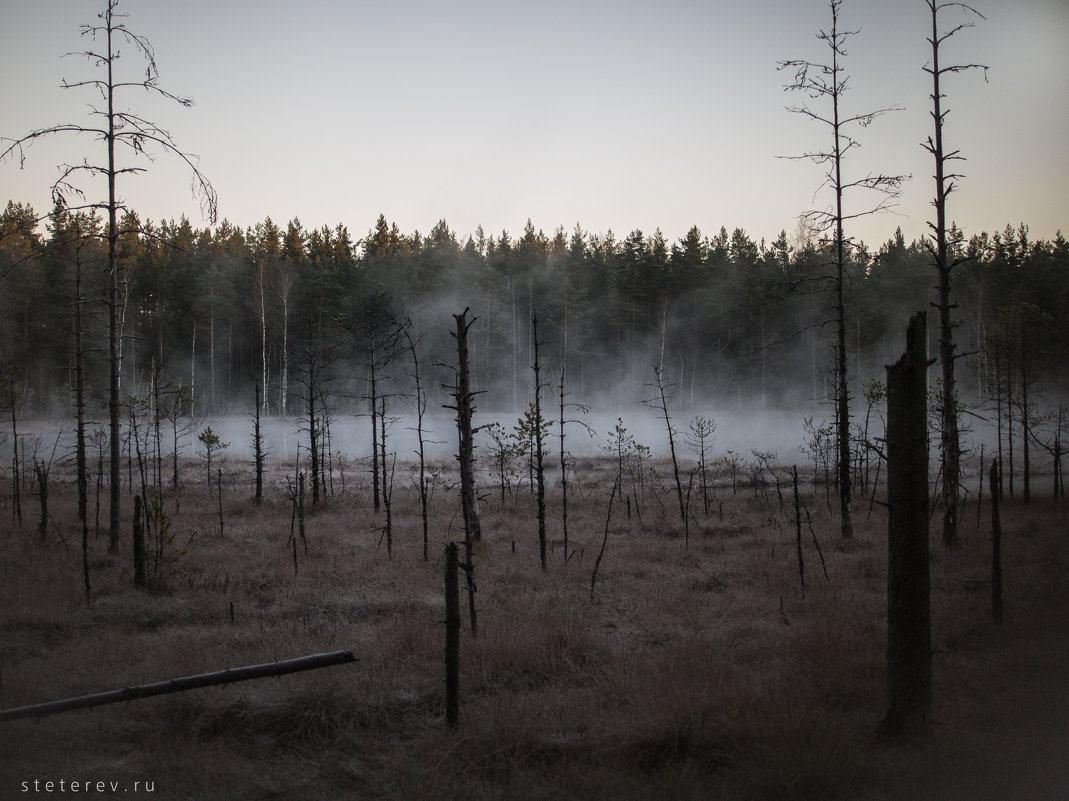 лес, туман, мороз - Сергей Тетерев