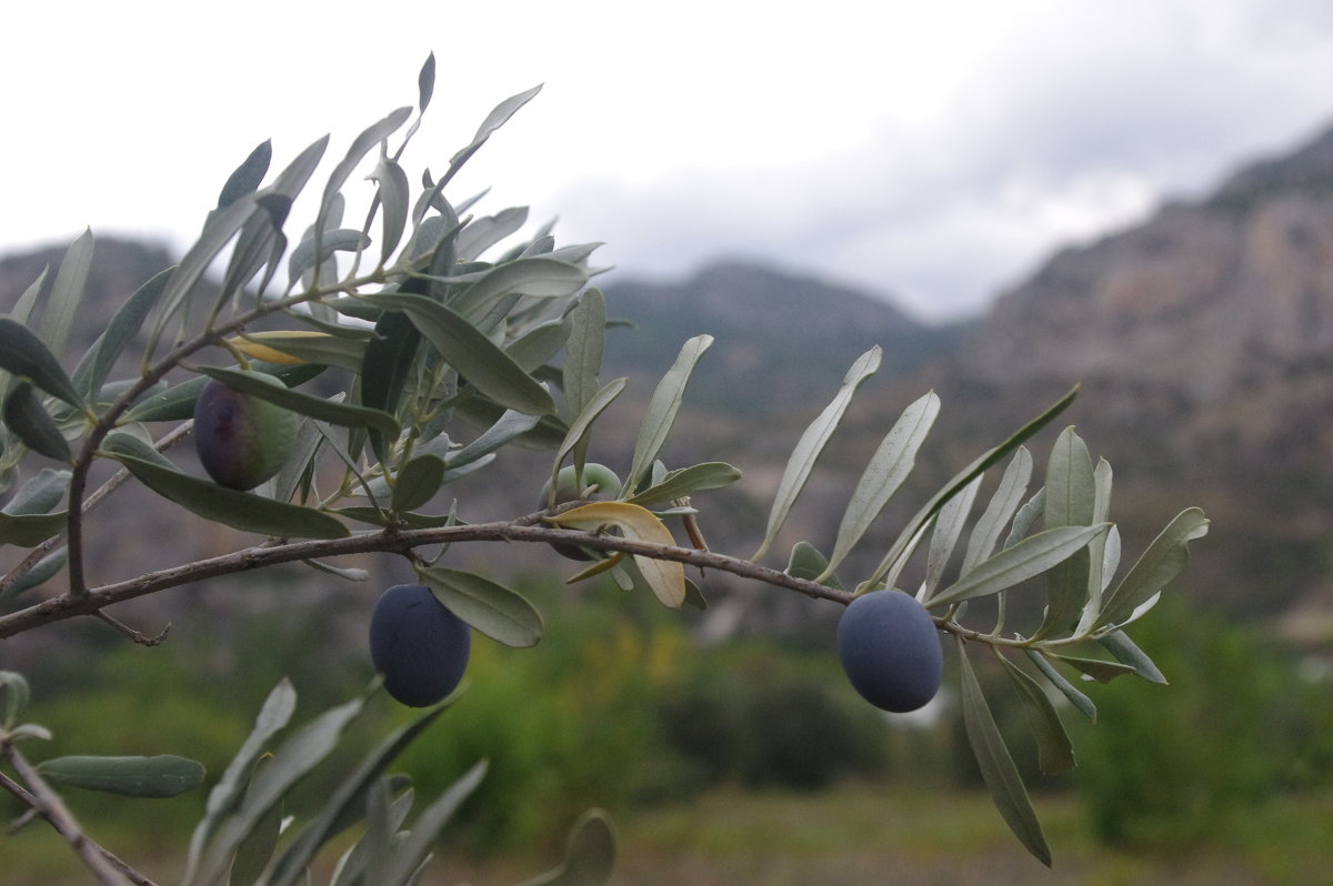 оливковое - İsmail Arda arda