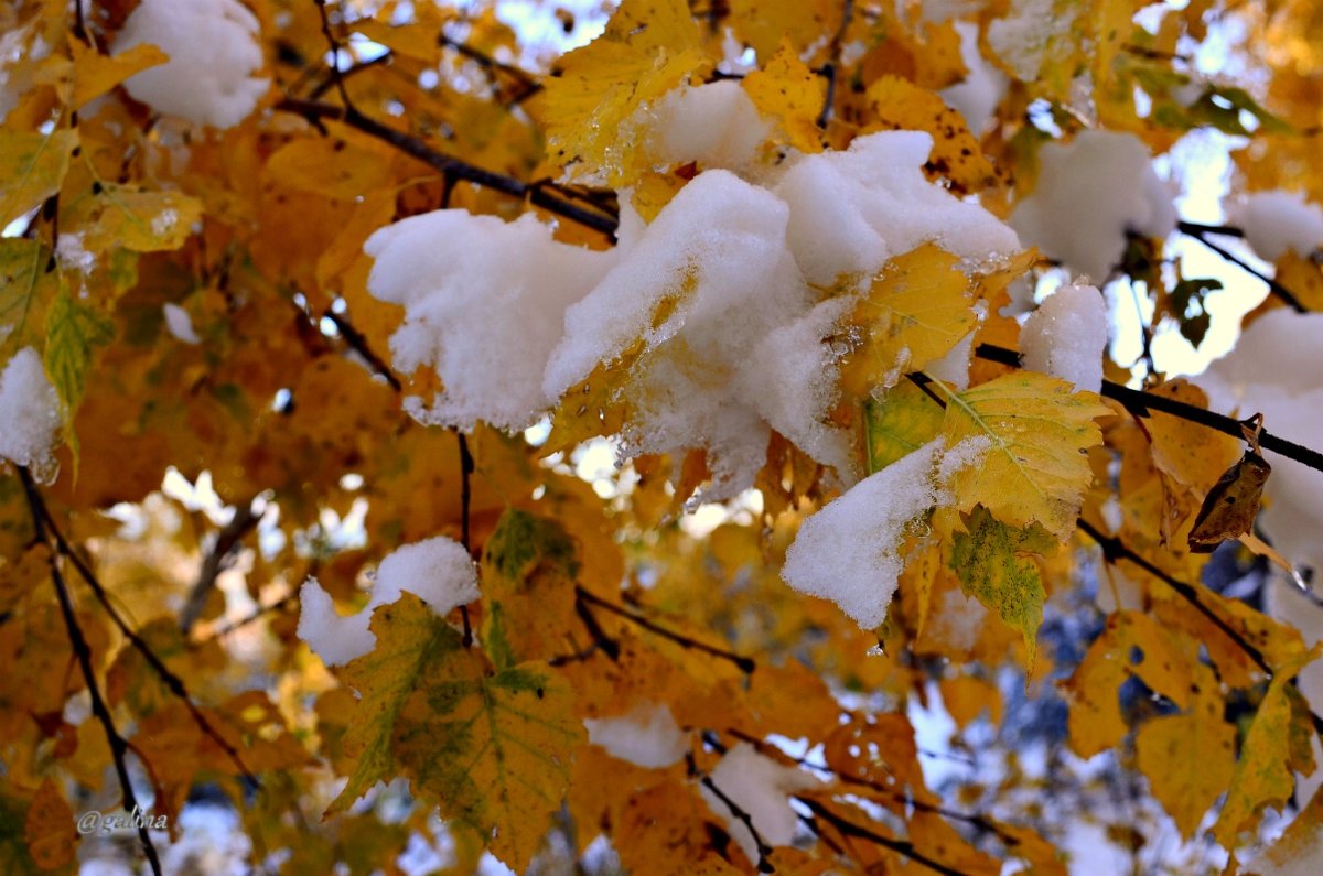 Листья и снег - galina tihonova