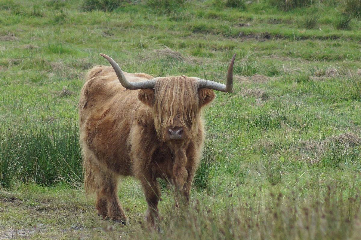 Highland cattle - Natalia Harries