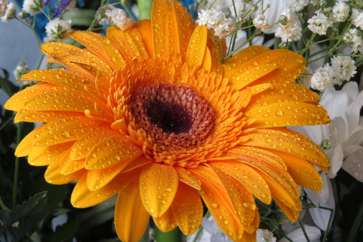 Солнечный цветок - leoligra 