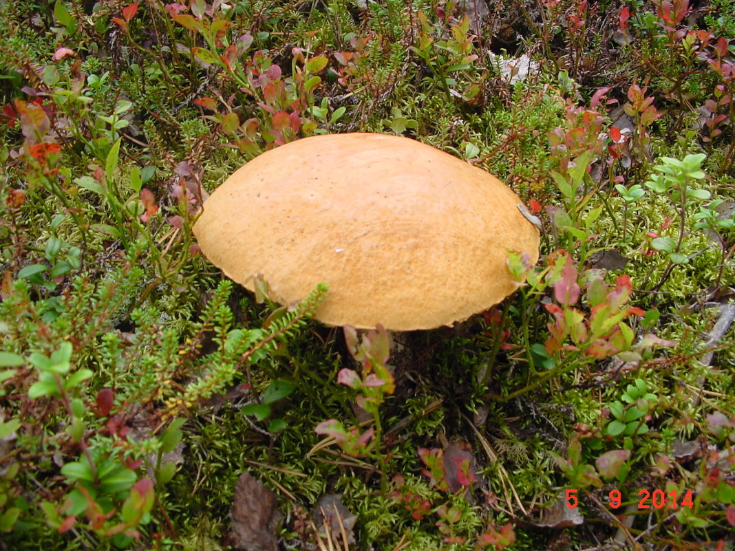 Sweden mushrooms - Borut Pahor 